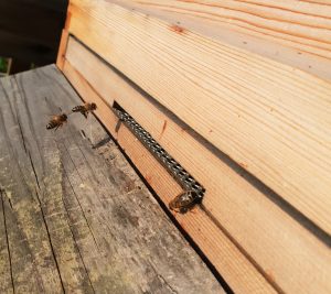 Read more about the article Busy Bee Season at Mythe Farm